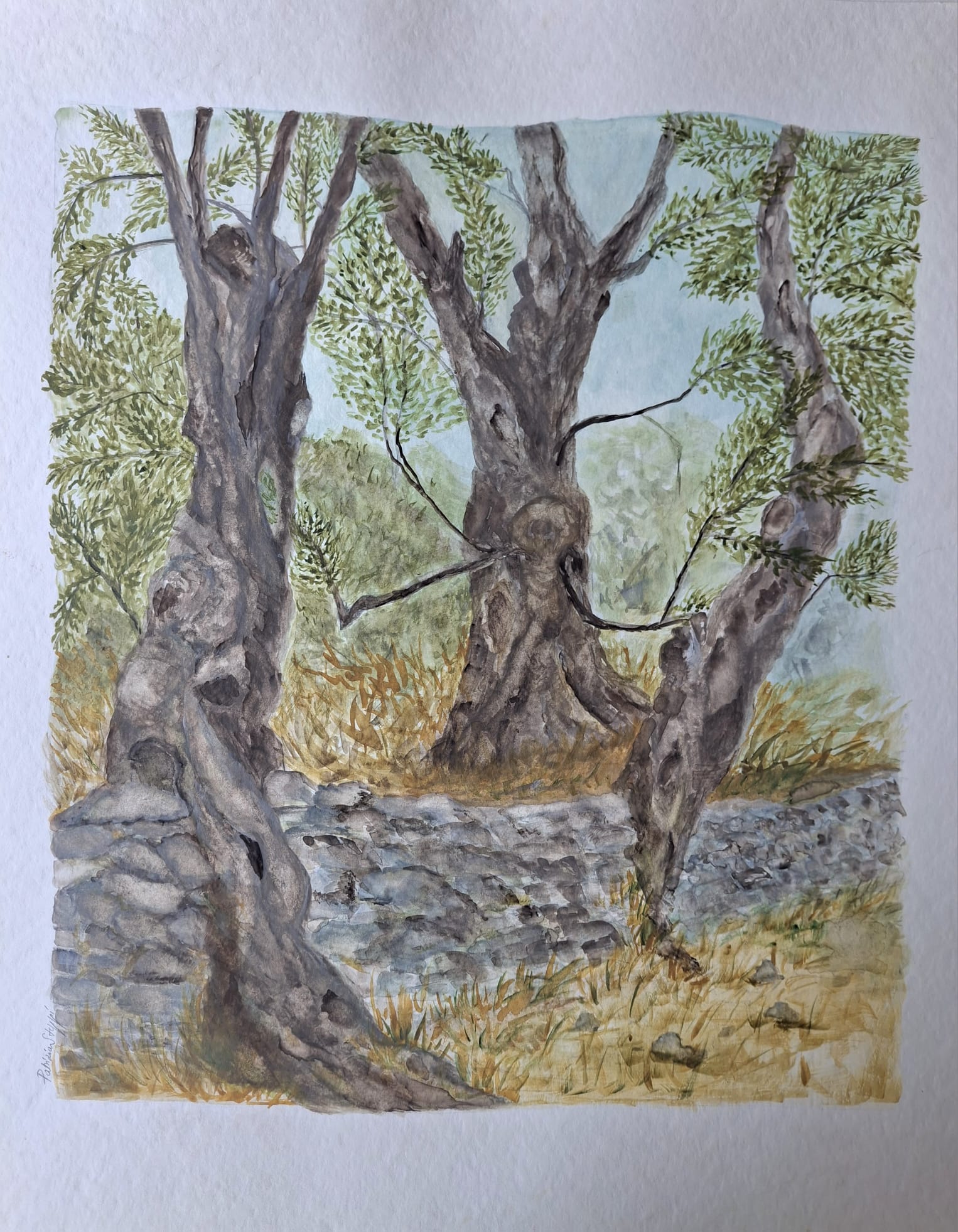 Alte Olivenbäume I – Aquarell von Patrizia Steppi