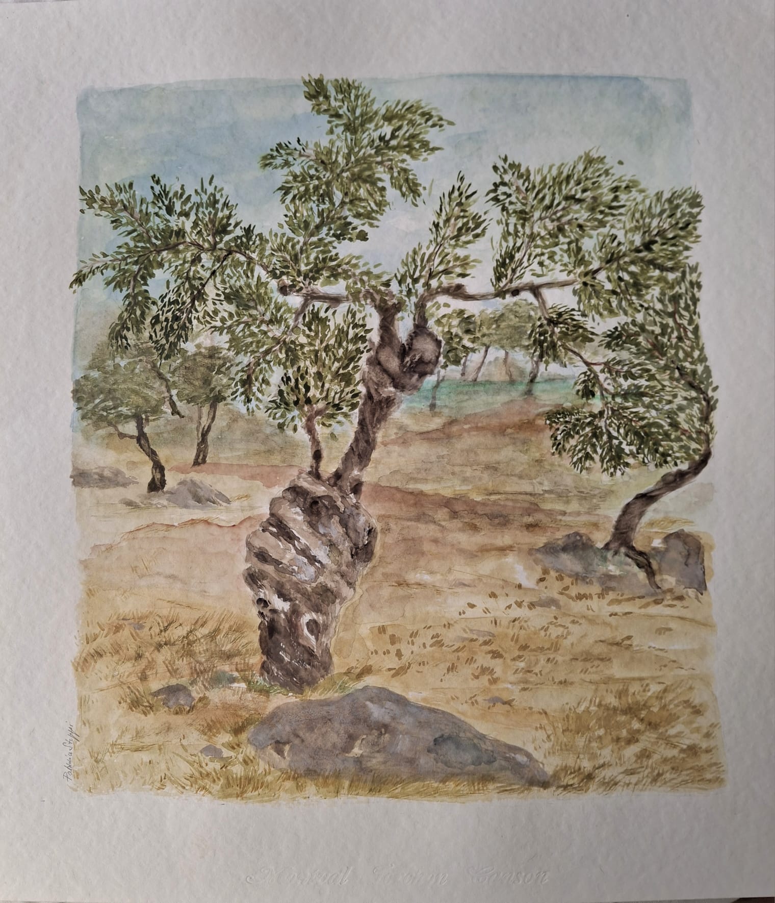 Alte Olivenbäume III – Aquarell von Patrizia Steppi